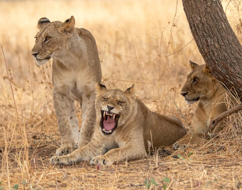 Big Yawn 