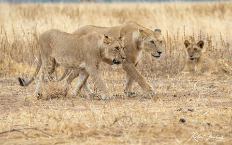 Photographing Wildlife in the Serengeti, Tanzania: The Ultimate Guide