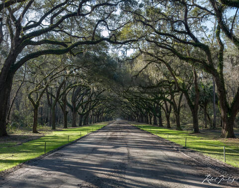 Live Oaks