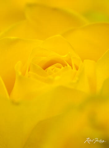 Yellow Rose