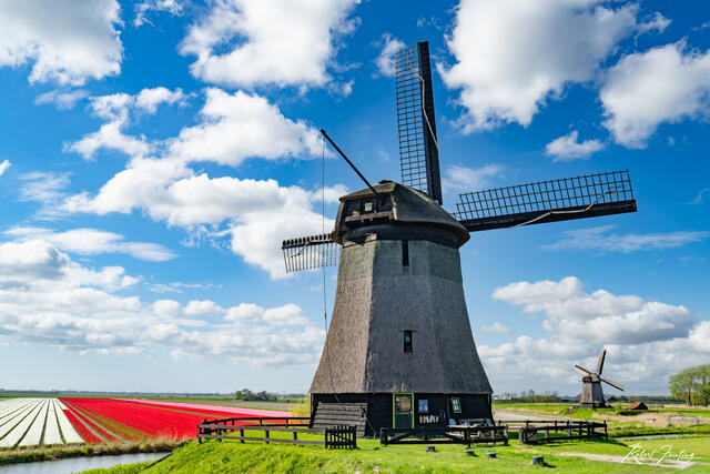 Guardian of the tulips print