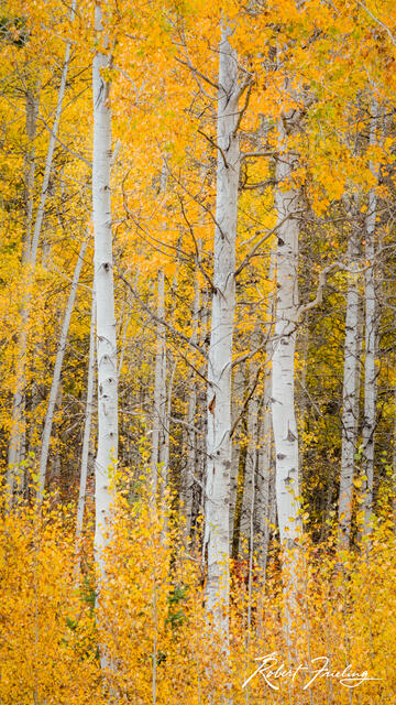 Aspen Glory print
