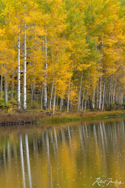 Reflected Gold print