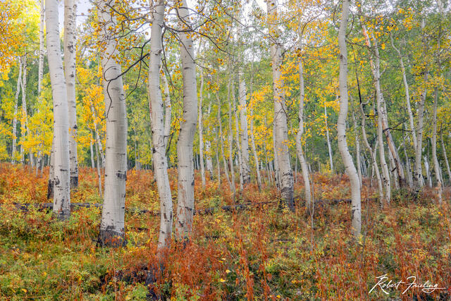 The Aspen Forest print