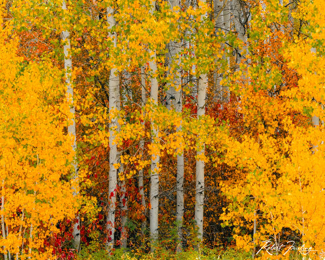 The Trees print