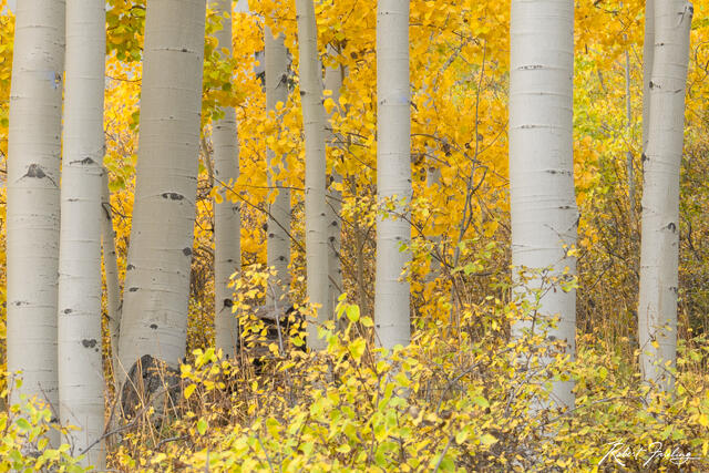 Autumn Gold print