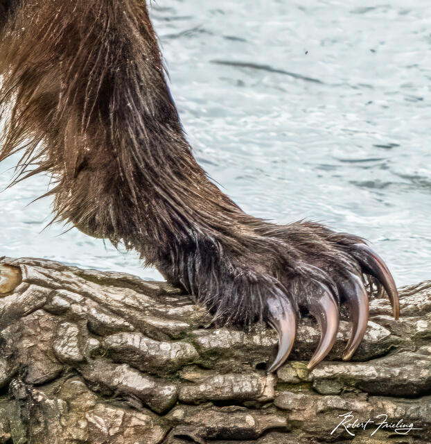 Back Scratch Anyone? print