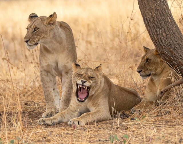 Big Yawn  print