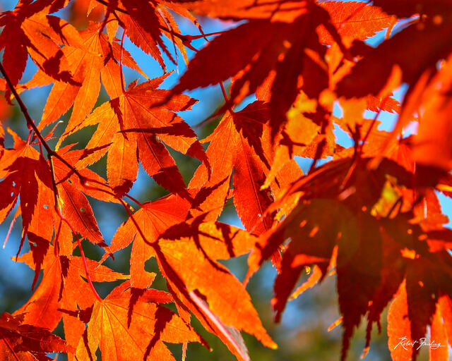 Burning Leaves print