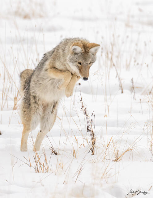On The Hunt print