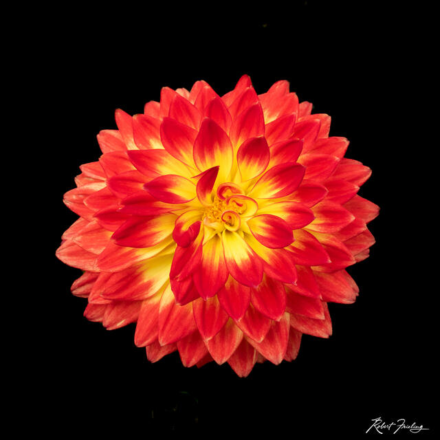 Dahlia On Fire print