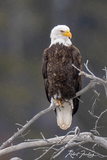 Eagle Eye print