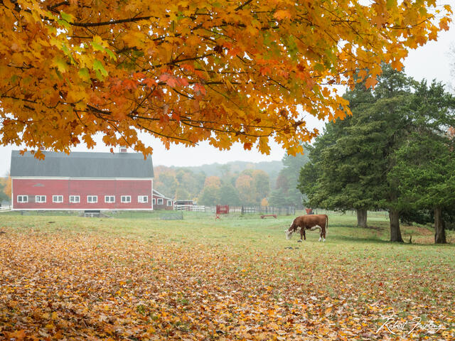 The Farm print