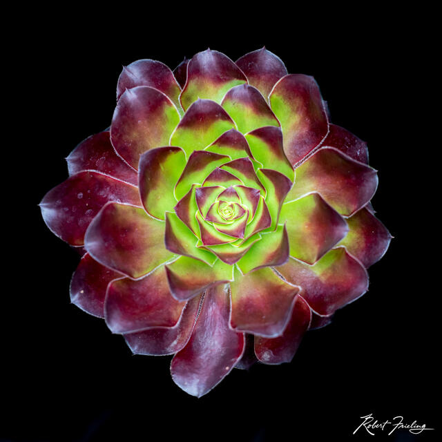 Isolated Beauty print