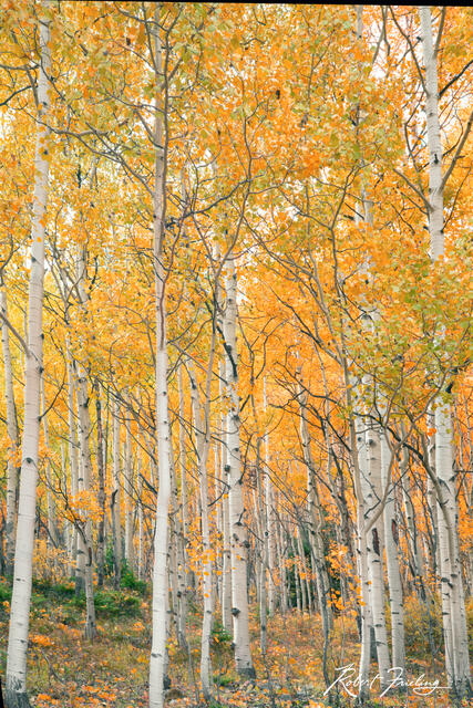 Firesticks print