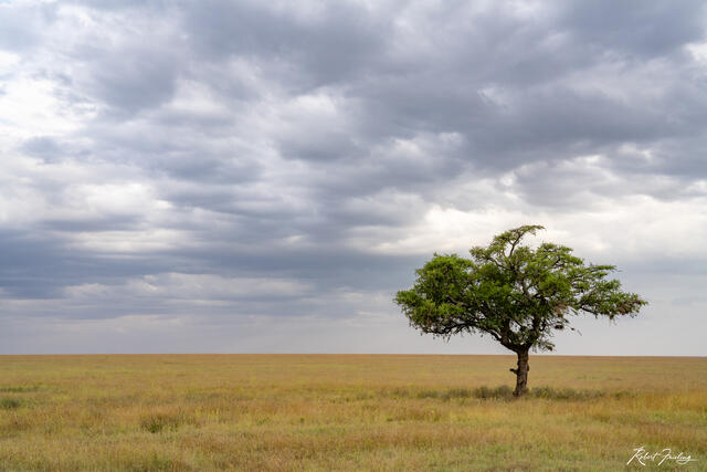 The Lone Tree