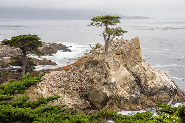 The Lone Cypress print