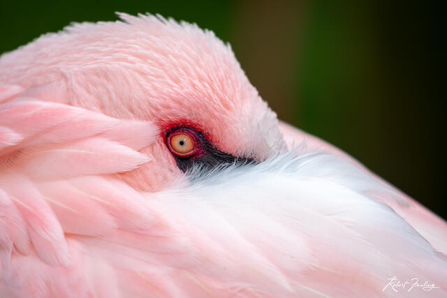 Looking At You print