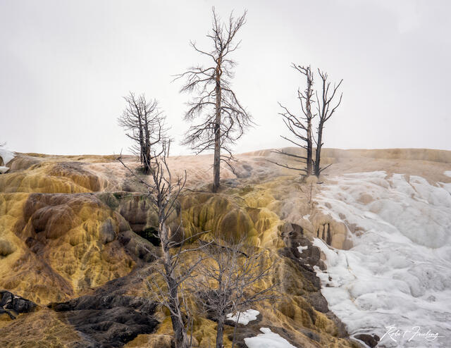Mammoth Hot Springs print