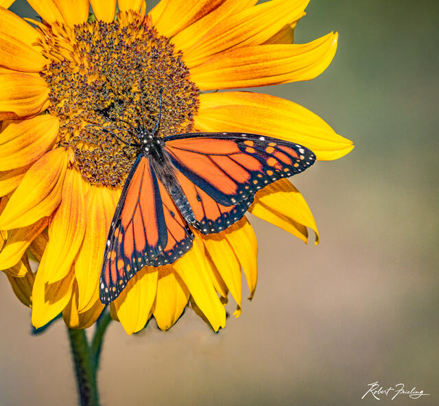 The Monarch print