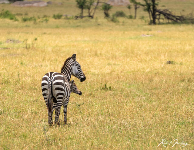 On Alert print