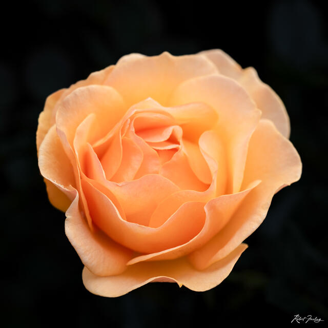A Rose print