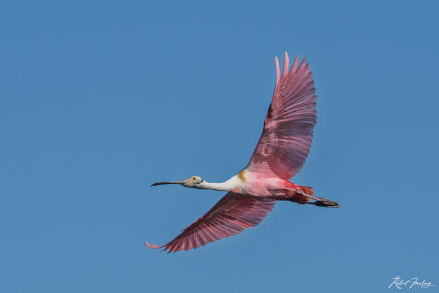 In Flight  print