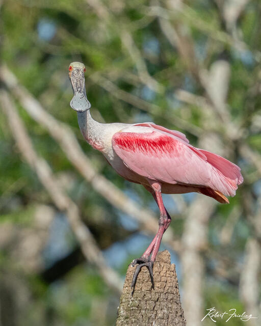 Rosetta Spoonbill print