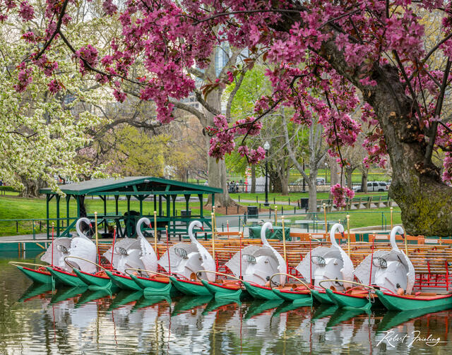Swans print