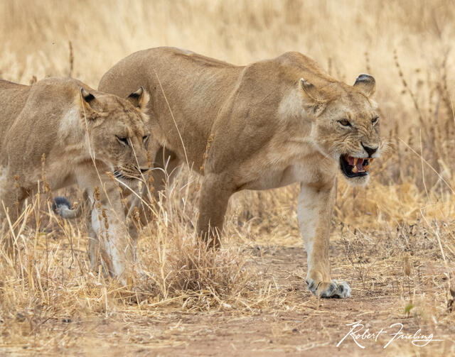 The hunt Is On print