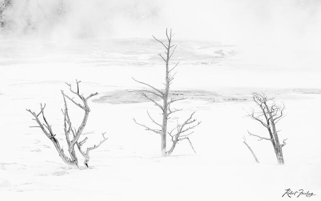 Yellowstone print