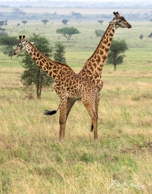 Two Headed Giraffe print