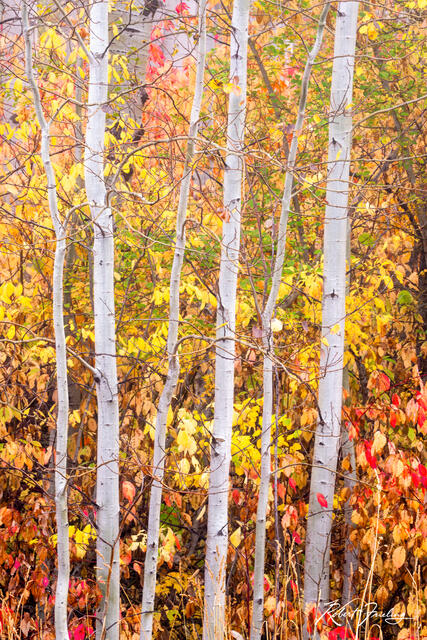 Vertical  print