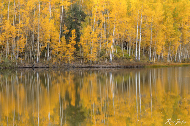 Wall of Aspens print