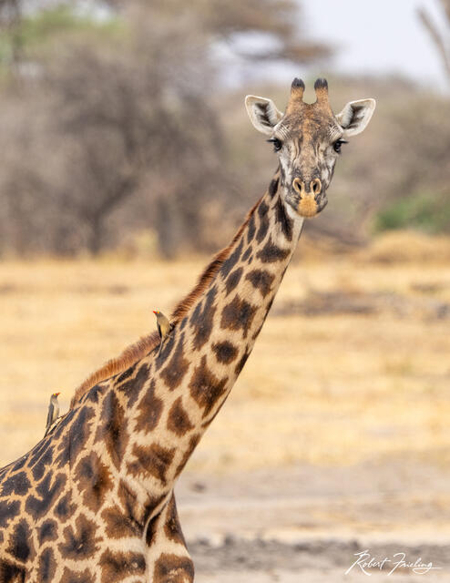 Welcome To The Serengeti print