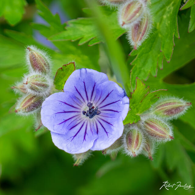 Wildflower print