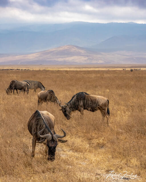 Wildebeest print