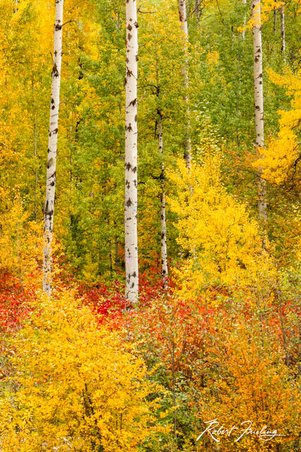 The Burning Bush print