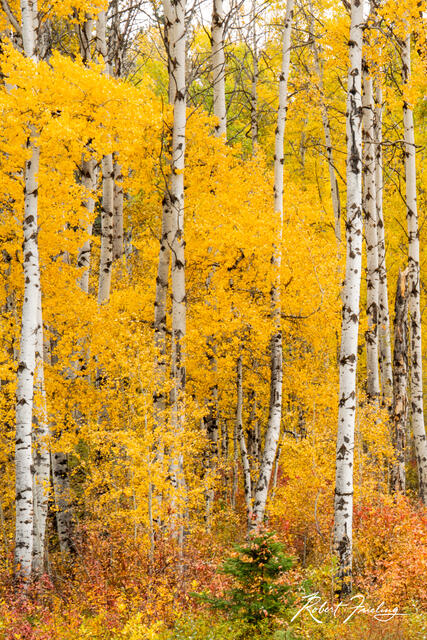 Autumn Days print