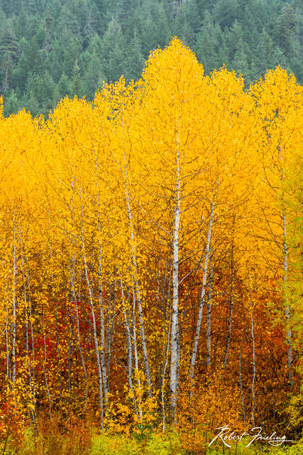 Fiery Fall print