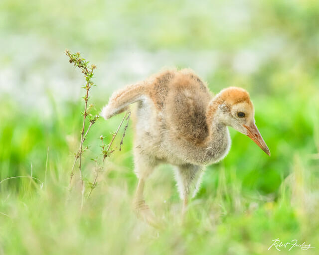 The Youngster print