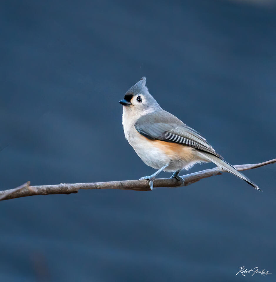 Blue Bird Day