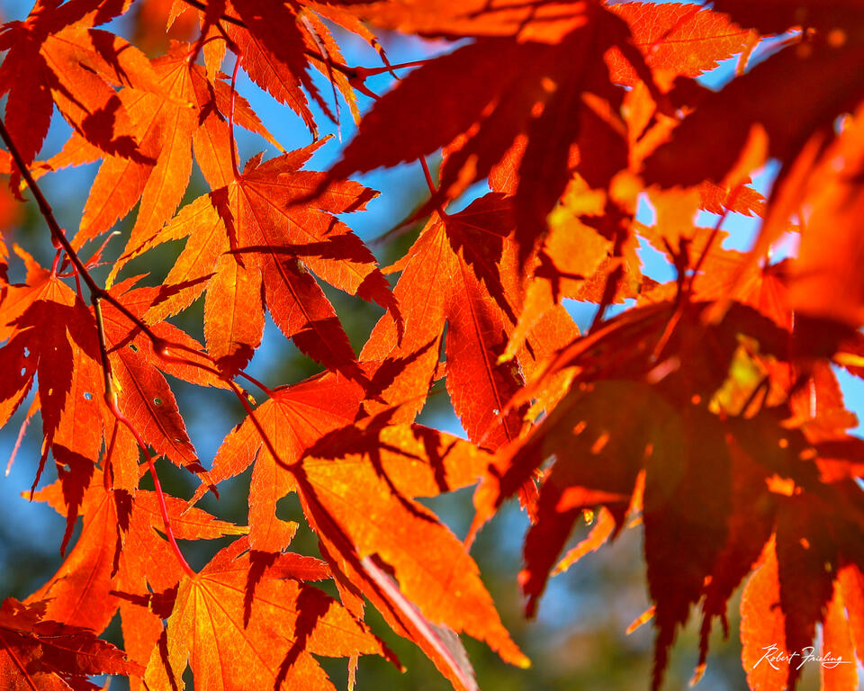 Burning Leaves