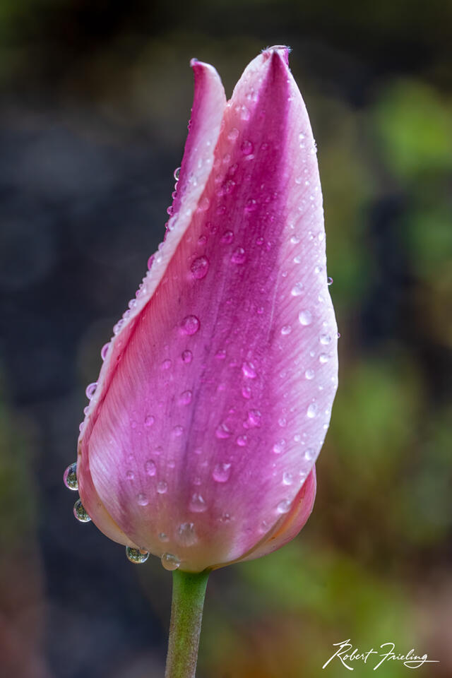 Morning Dew