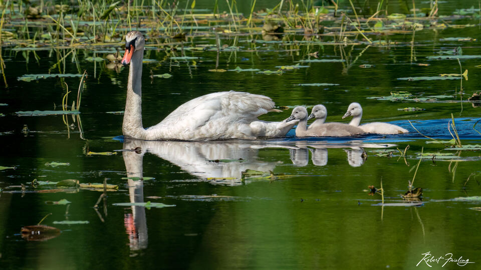 Follow The Leader