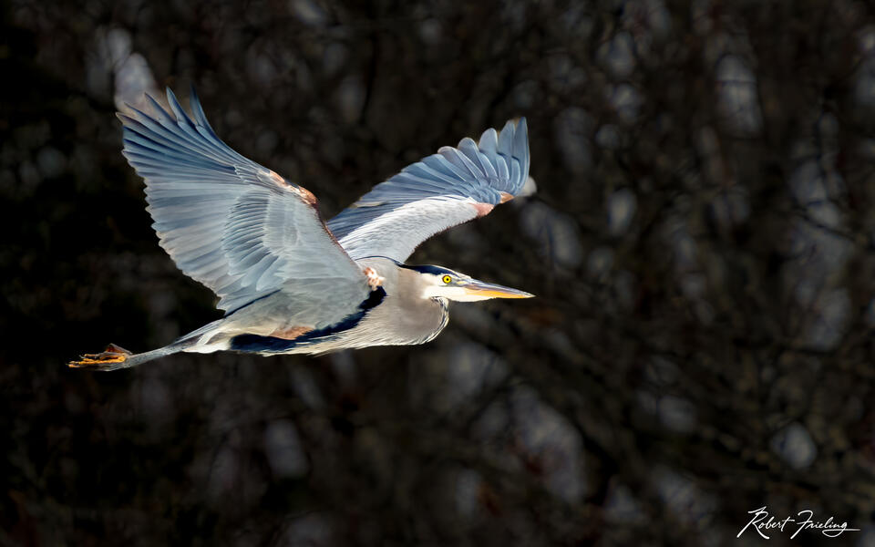 Great Blue 