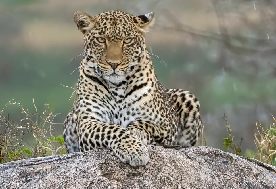 Wildlife Photography Prints For Sale