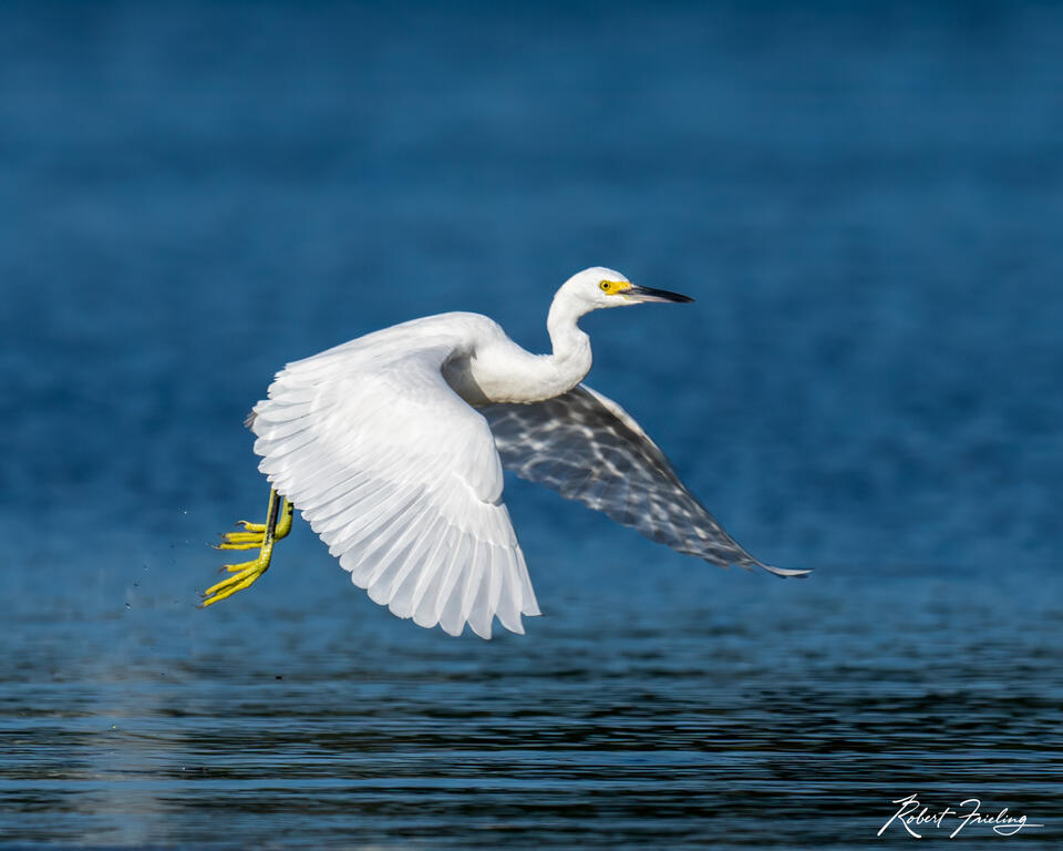 Reflection on Egret