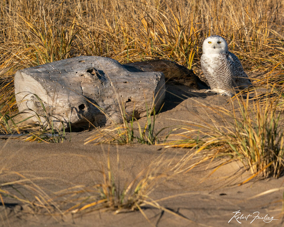 Snowy on Plum Island