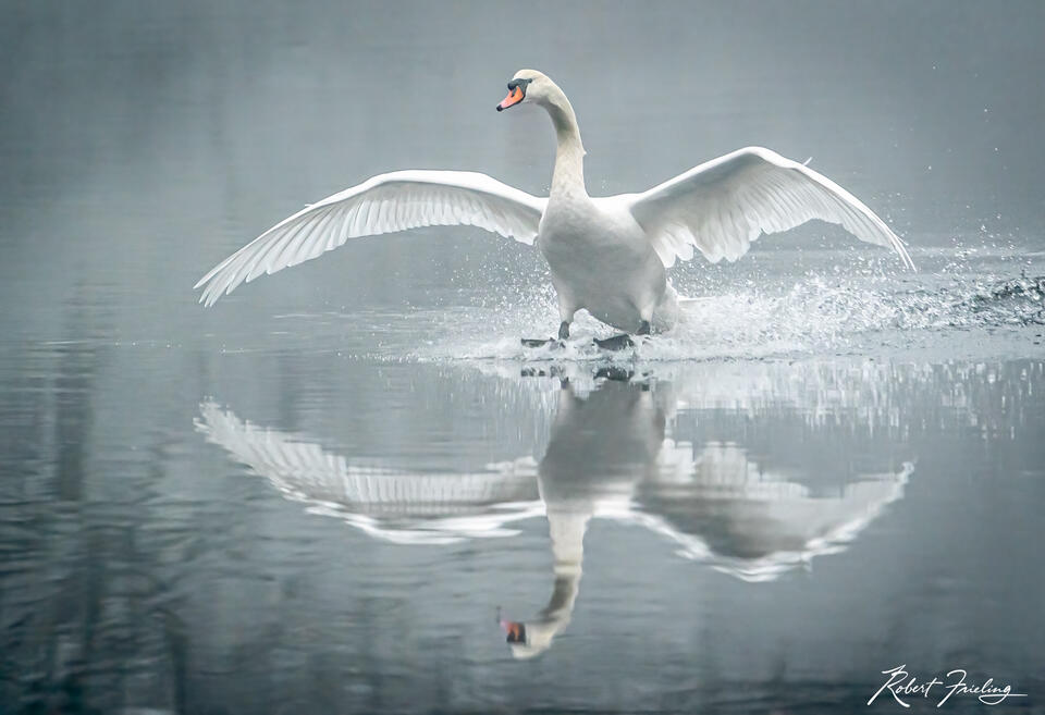 Bird Photography Prints For Sale